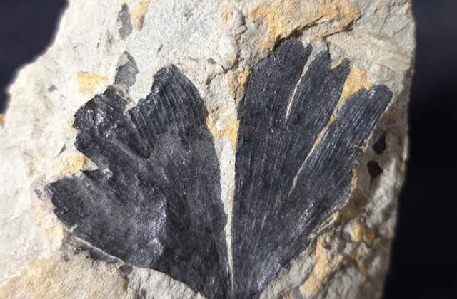 Ginkgo huttoni (STERNBERG in HEER 1876) - Bild © FossNet FossilienStore